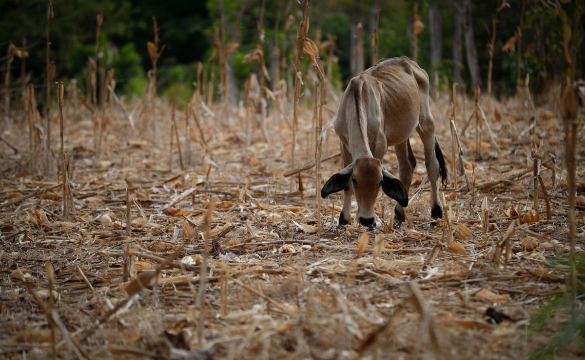 LA ONU EMITE ALERTA ROJA POR POSIBLES SEQUÍAS