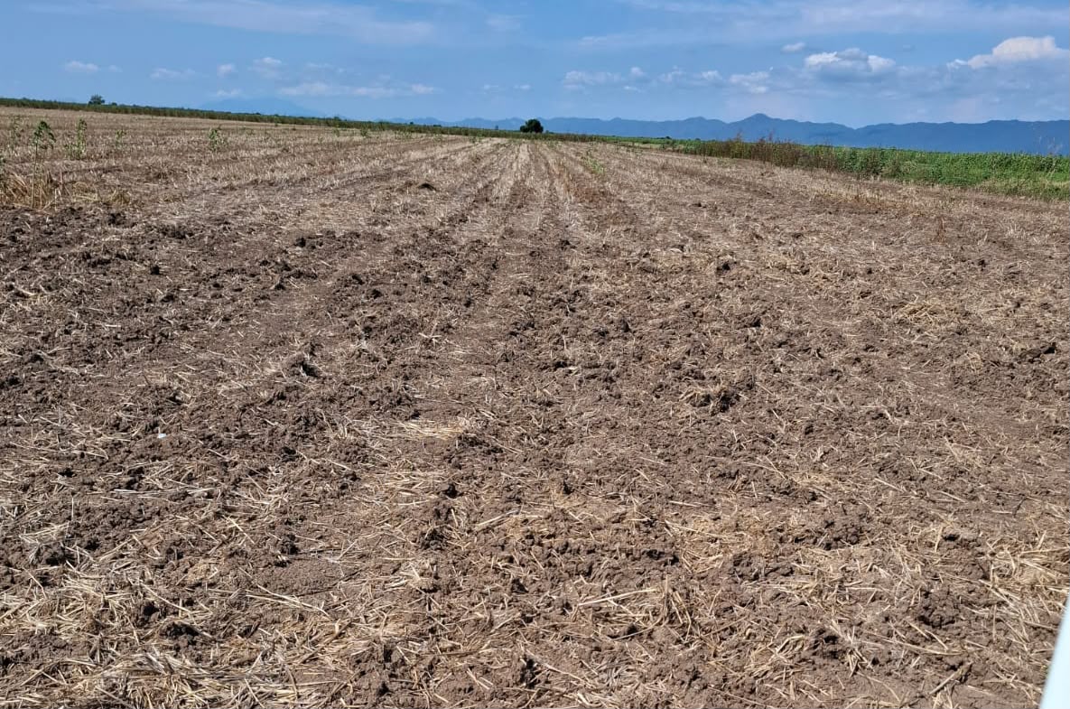 PRODUCTORES DESCONOCEN QUÉ VAN A SEMBRAR EN EL PRÓXIMO CICLO OTOÑO-INVERNO; HAY INCERTIDUMBRE