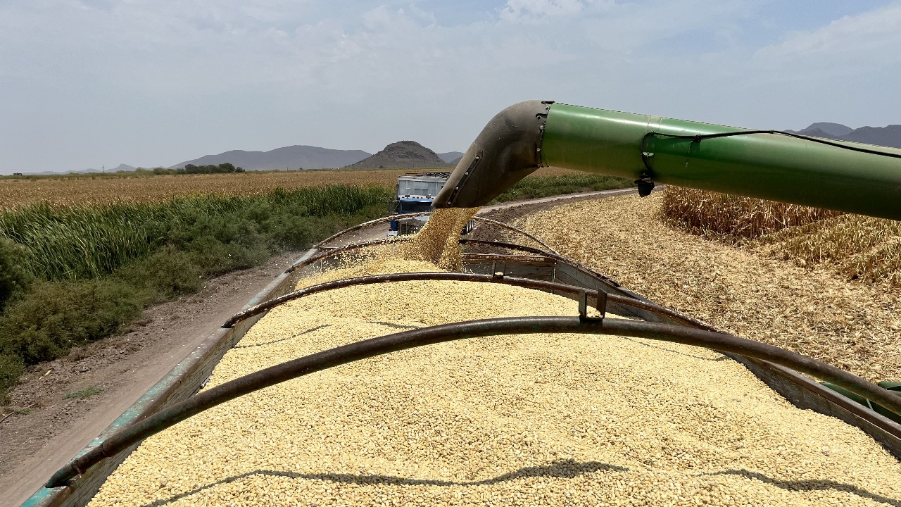 DESCONFÍAN PRODUCTORES DE AGILIDAD EN PAGO DE LOS APOYOS DEL MAÍZ, Y URGEN ESOS RECURSOS