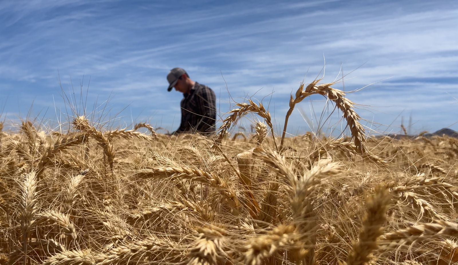 AVANZAN NEGOCIACIÓN PARA AGILIZAR PAGO DE COMPLEMENTO AL PRECIO DEL TRIGO