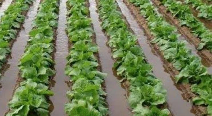 POSIBLE REDUCCIÓN EN SIEMBRAS PARA EL PRÓXIMO CICLO SE CONOCERÁ HASTA SABER LA DISPONIBILIDAD DE AGUA
