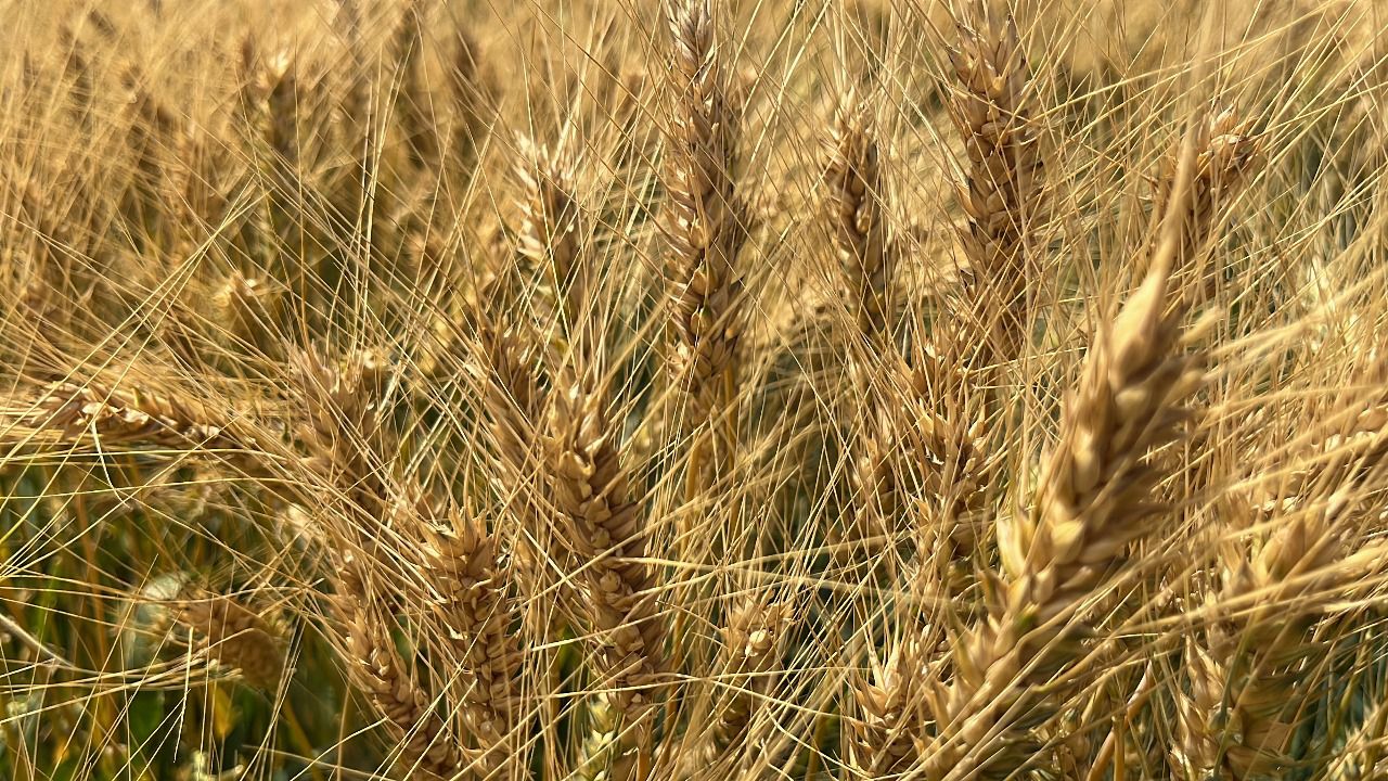 SIN ALTERNATIVA, LOS PRODUCTOR SÓLO ESPERAN QUE EL 20 DE AGOSTO SE PUBLIQUE MECÁNICA OPERATIVA PARA TRIGO