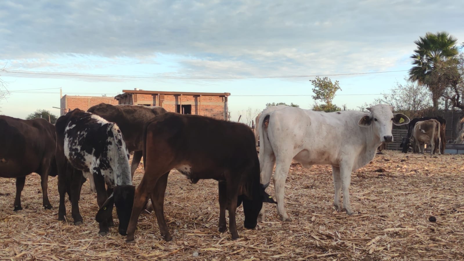 LIBERACIÓN DE LA MOSCA ESTÉRIL ES EL CAMINO PARA COMBATIR EL GUSANO BARRENADOR EN SINALOA