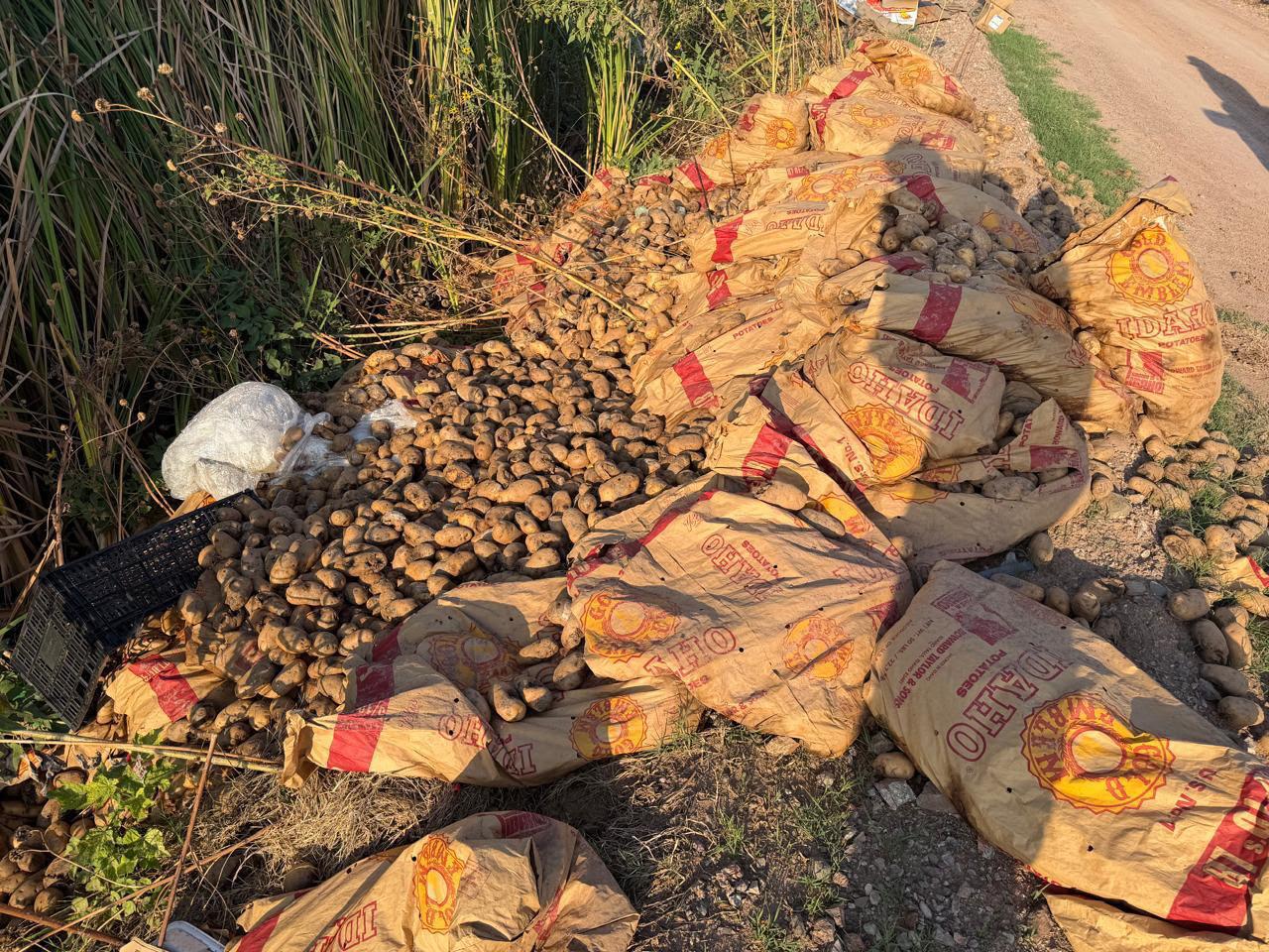 DETECTAN PAPA DE DESECHO EN DRENES DEL VALLE DEL FUERTE; SE IMPLEMENTÓ UN PROTOCOLO PARA EVITAR RIESGOS